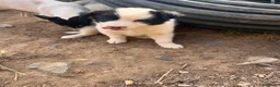 Border Collie perros en venta: Border collies de calidad  - Anuncio 7