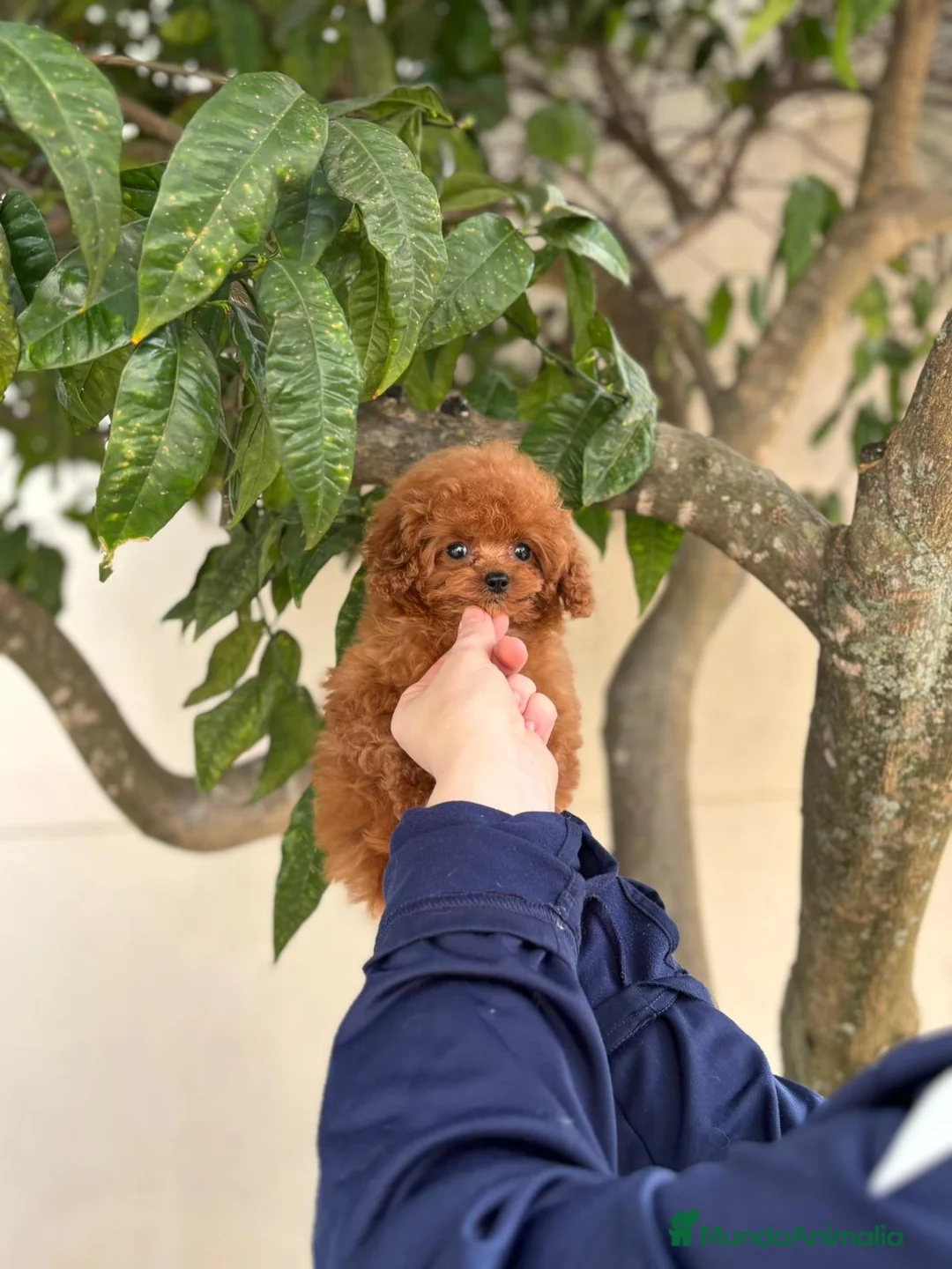 Caniche Toy perros en venta: Caniche tea cup  - Anuncio 2