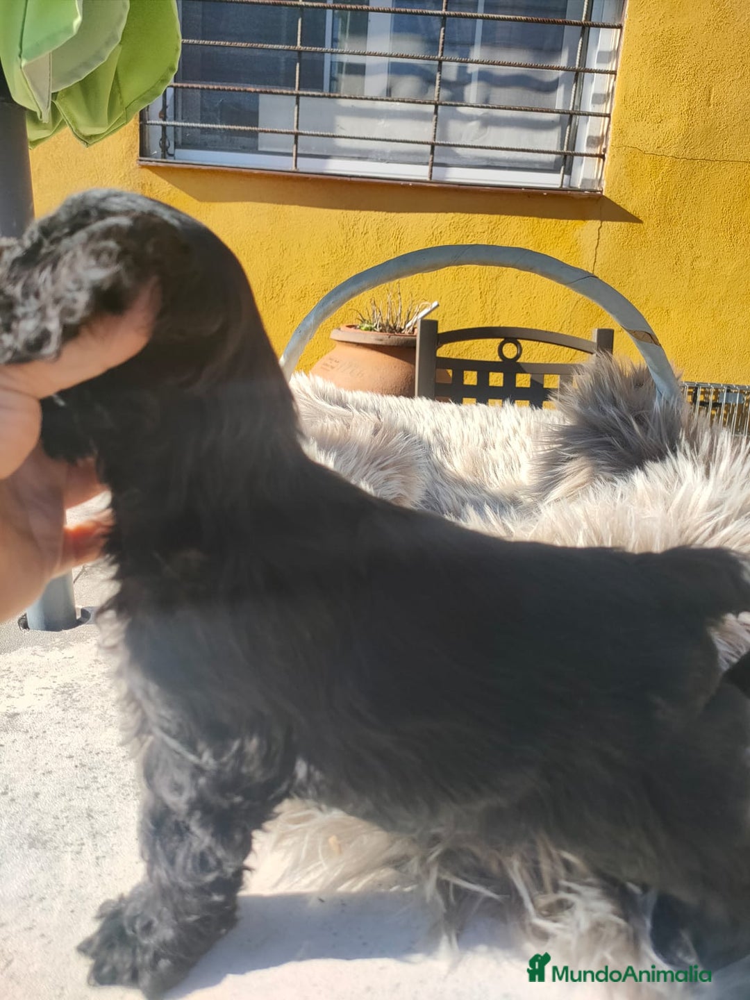 Cocker Spaniel Americano perros en venta: Cocker Americano de Carfi - Anuncio 11