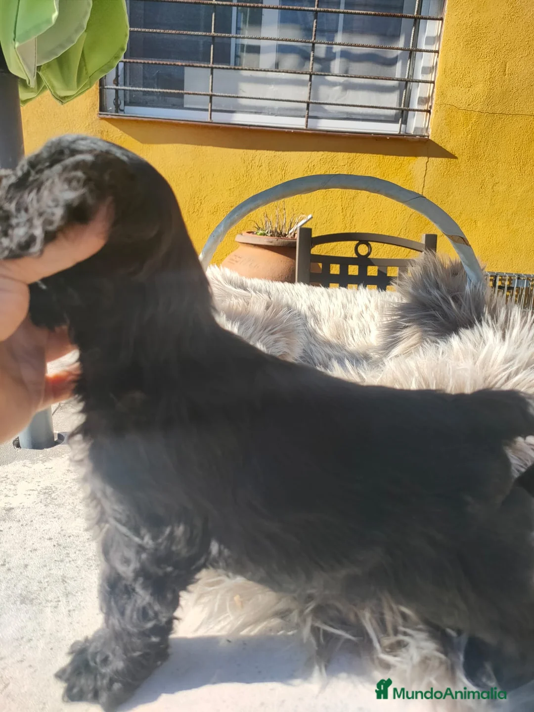 Cocker Spaniel Americano perros en venta: Cocker Americano de Carfi - Anuncio 11