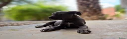 Cane Corso perros en venta: Cane Corso - Anuncio 3