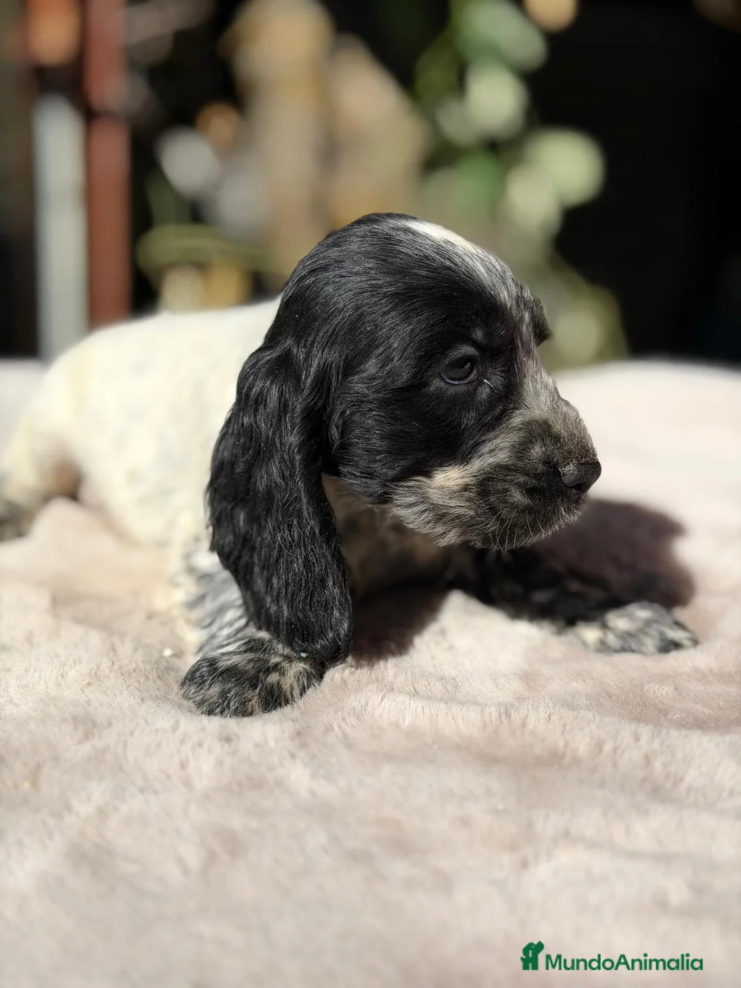 Cocker Spaniel Inglés perros en venta: COCKER SPANIEL INGLES - Anuncio 4