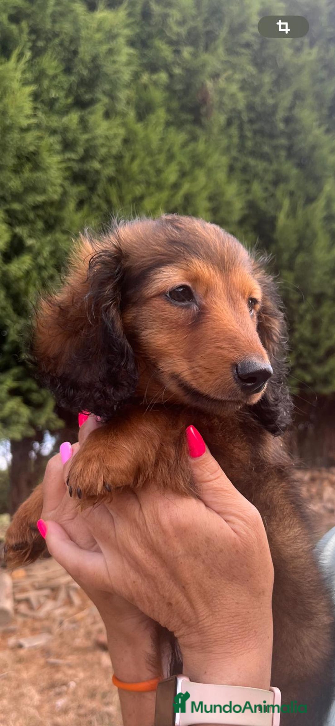 Teckel Miniatura perros en venta: Teckel miniatura pelo largo  - Imagen 6