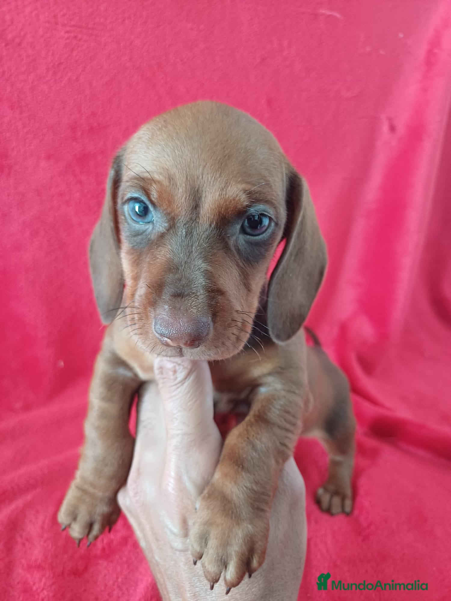 Teckel Miniatura perros Teckel Mini Chocolate Ojos Claros  - Anuncio 2