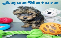 Yorkshire Terrier perros en venta: Yorkshire Hembra CJMM 2436 AQUANATURA - Imagen 3