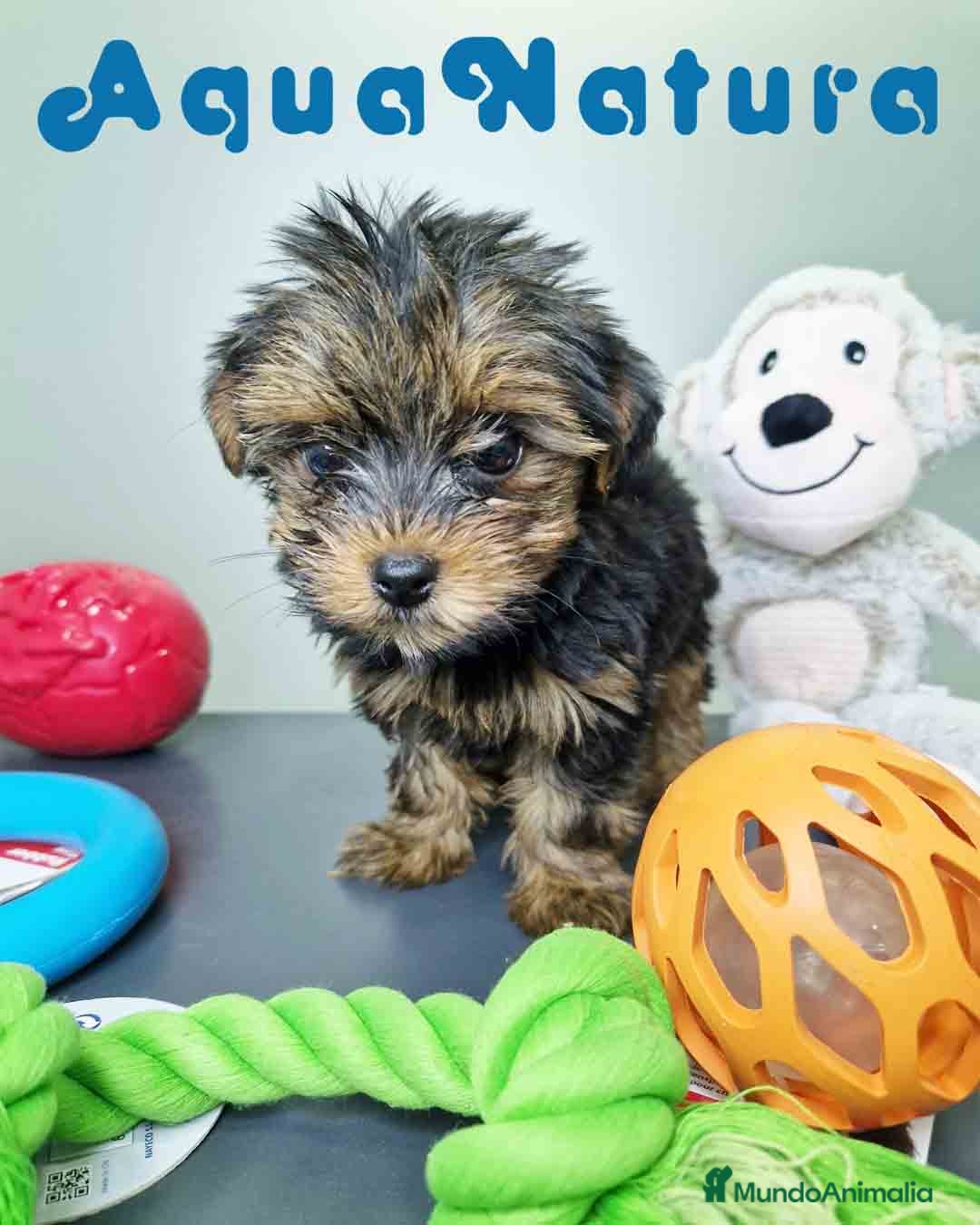Yorkshire Terrier perros en venta: Yorkshire Hembra CJMM 2436 AQUANATURA - Imagen 3