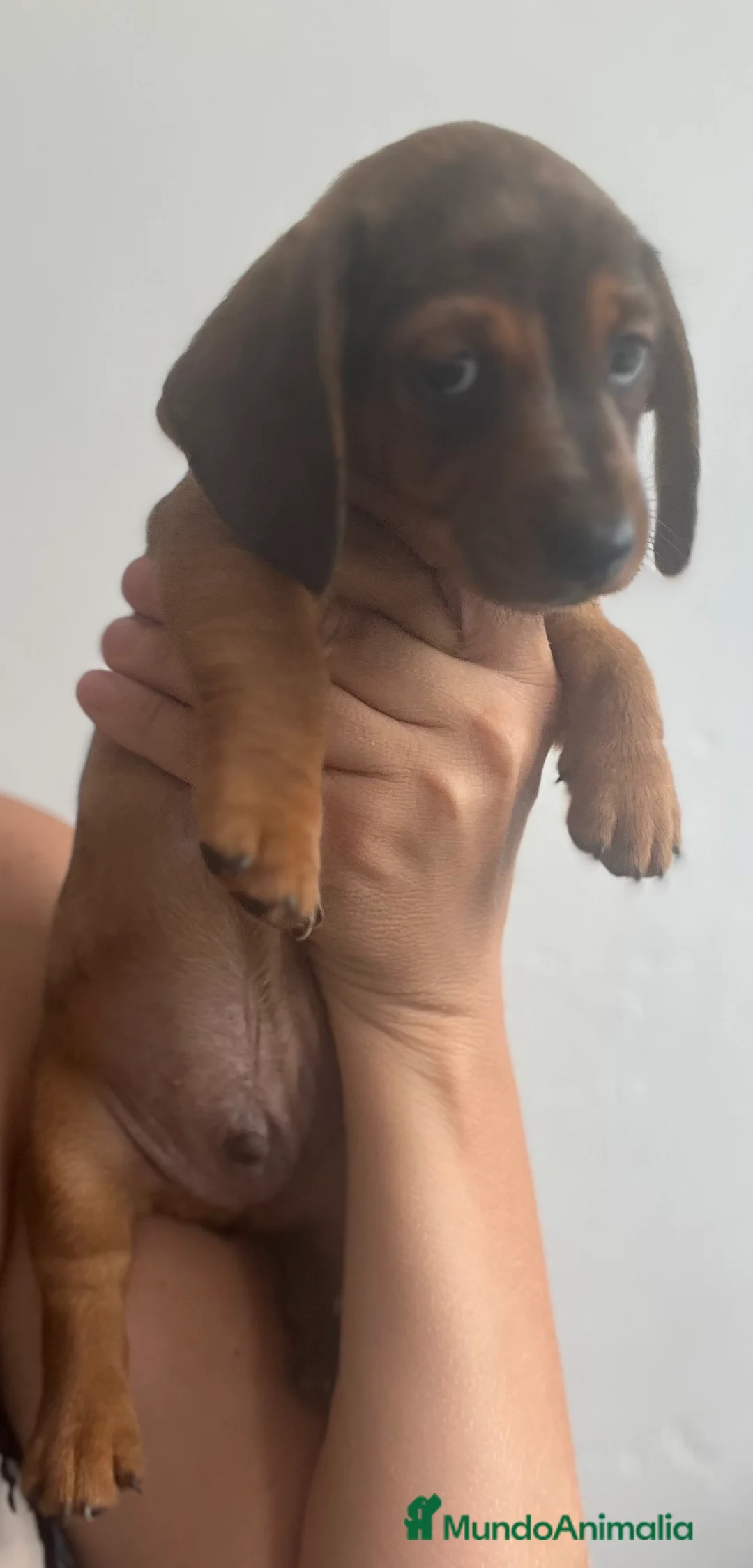 Teckel Miniatura perros en venta: Impresionante Teckel miniatura 601144783 - Anuncio 6