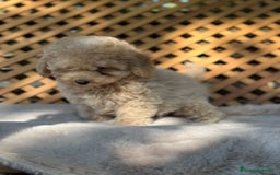 Caniche Toy perros en venta: Caniche Apricot Toy  - Imagen 6