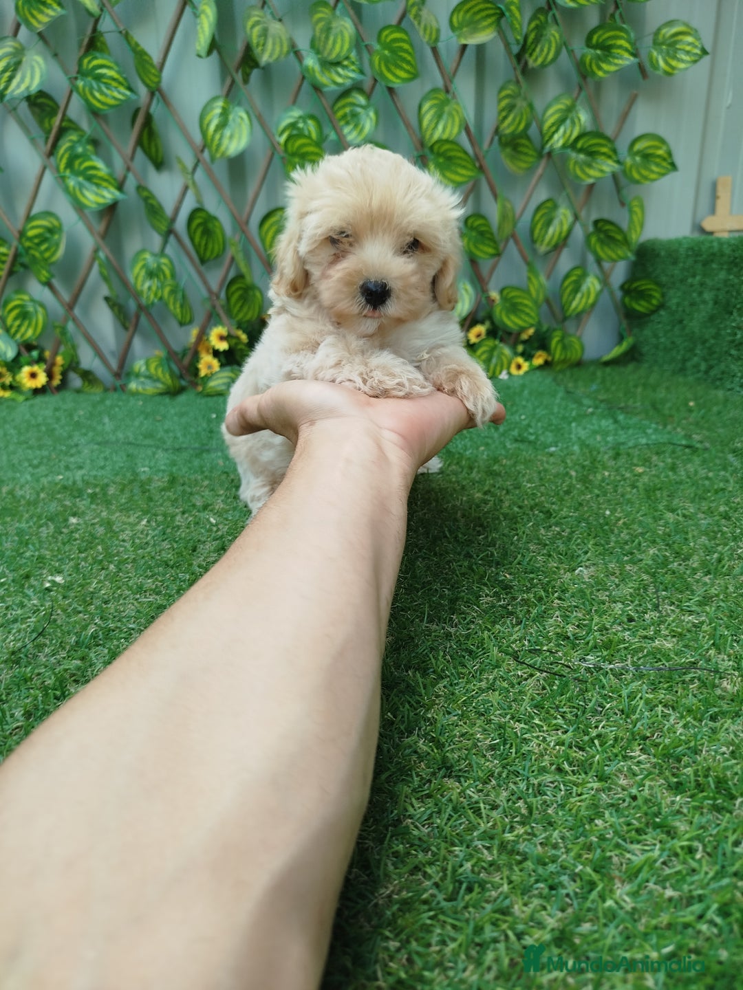 Maltipoo perros en venta: Maltipoo toy  - Imagen 6