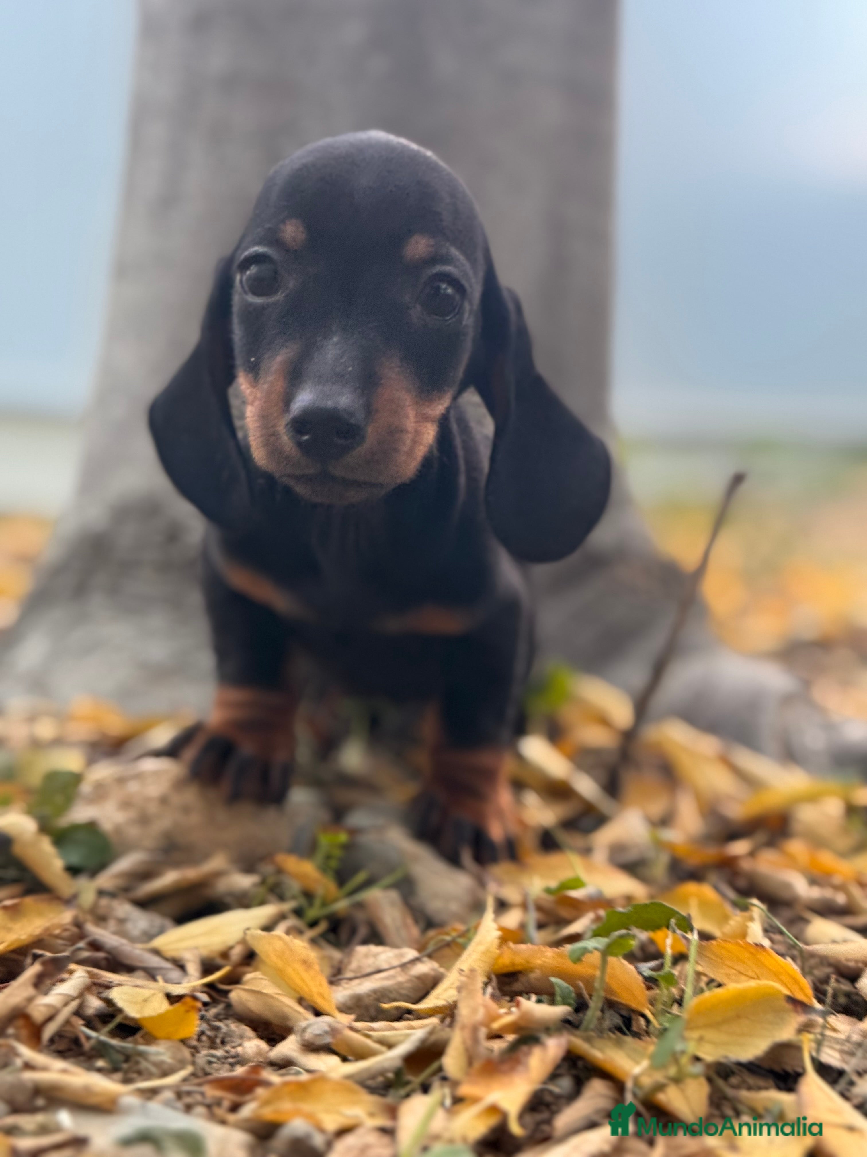 Teckel Miniatura perros TECKEL KANICHEN TECKEL KANICHEN - Anuncio 3