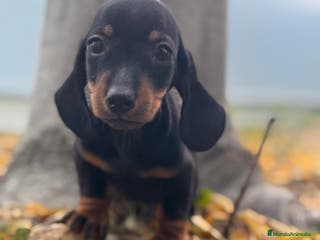 Teckel Miniatura perros TECKEL KANICHEN TECKEL KANICHEN - Anuncio 6