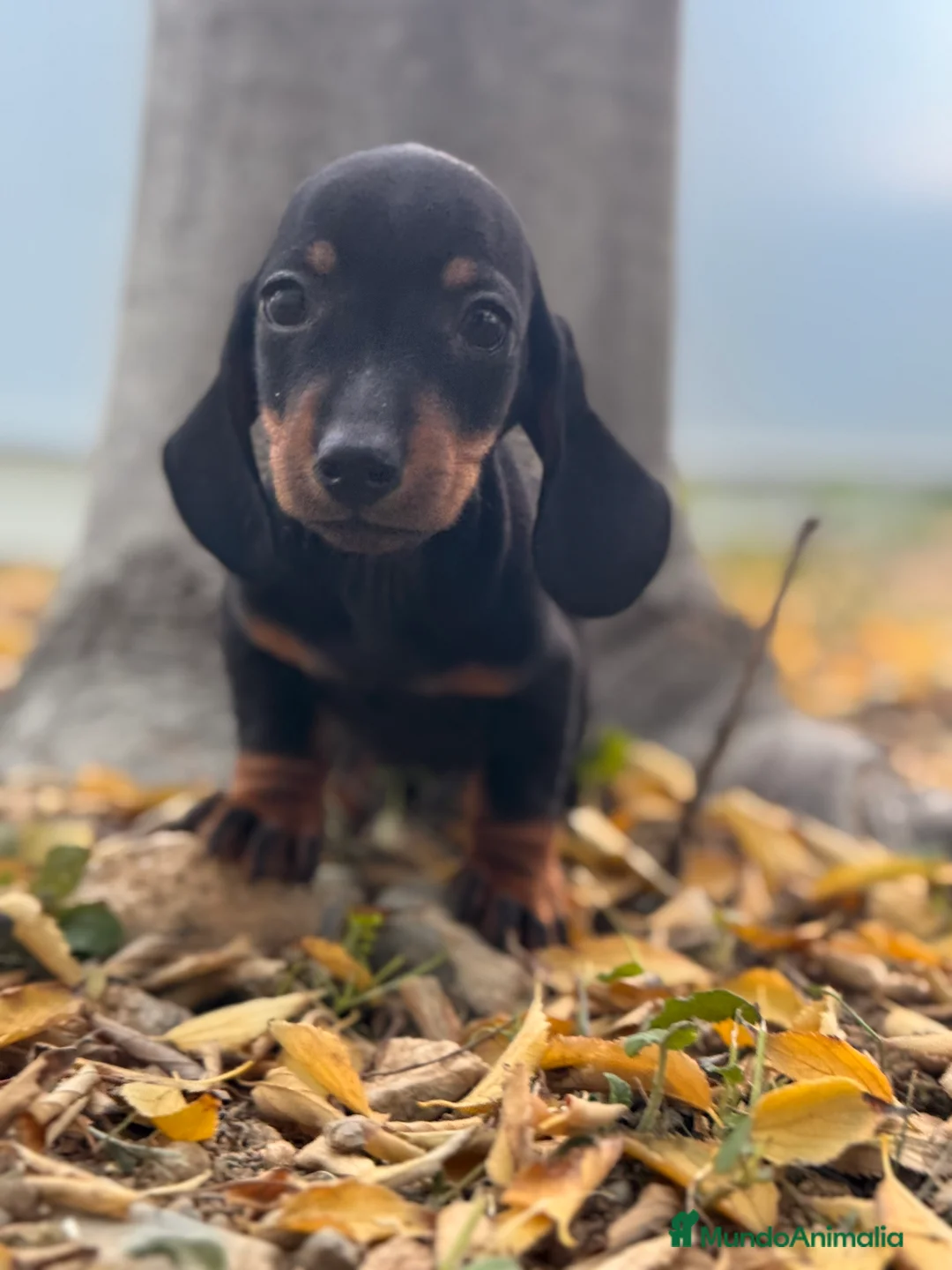 Teckel Miniatura perros en venta: TECKEL KANICHEN TECKEL KANICHEN - Anuncio 1