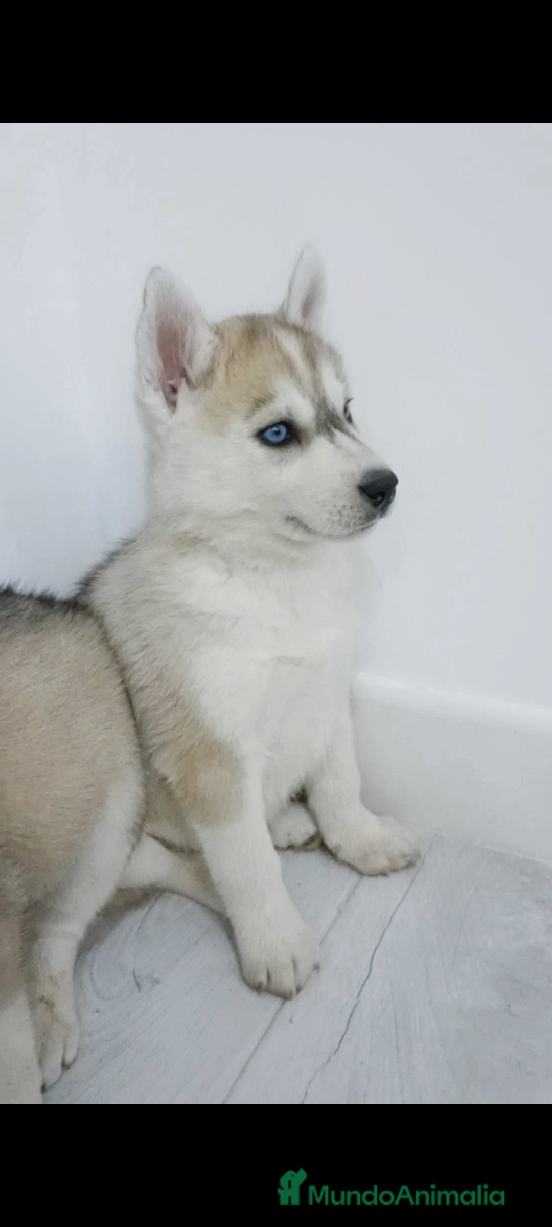Husky Siberiano perros en venta: Husky siberianos  - Anuncio 4