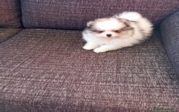 Pomerania perros en venta: Pomerania de Lulú - Imagen 2