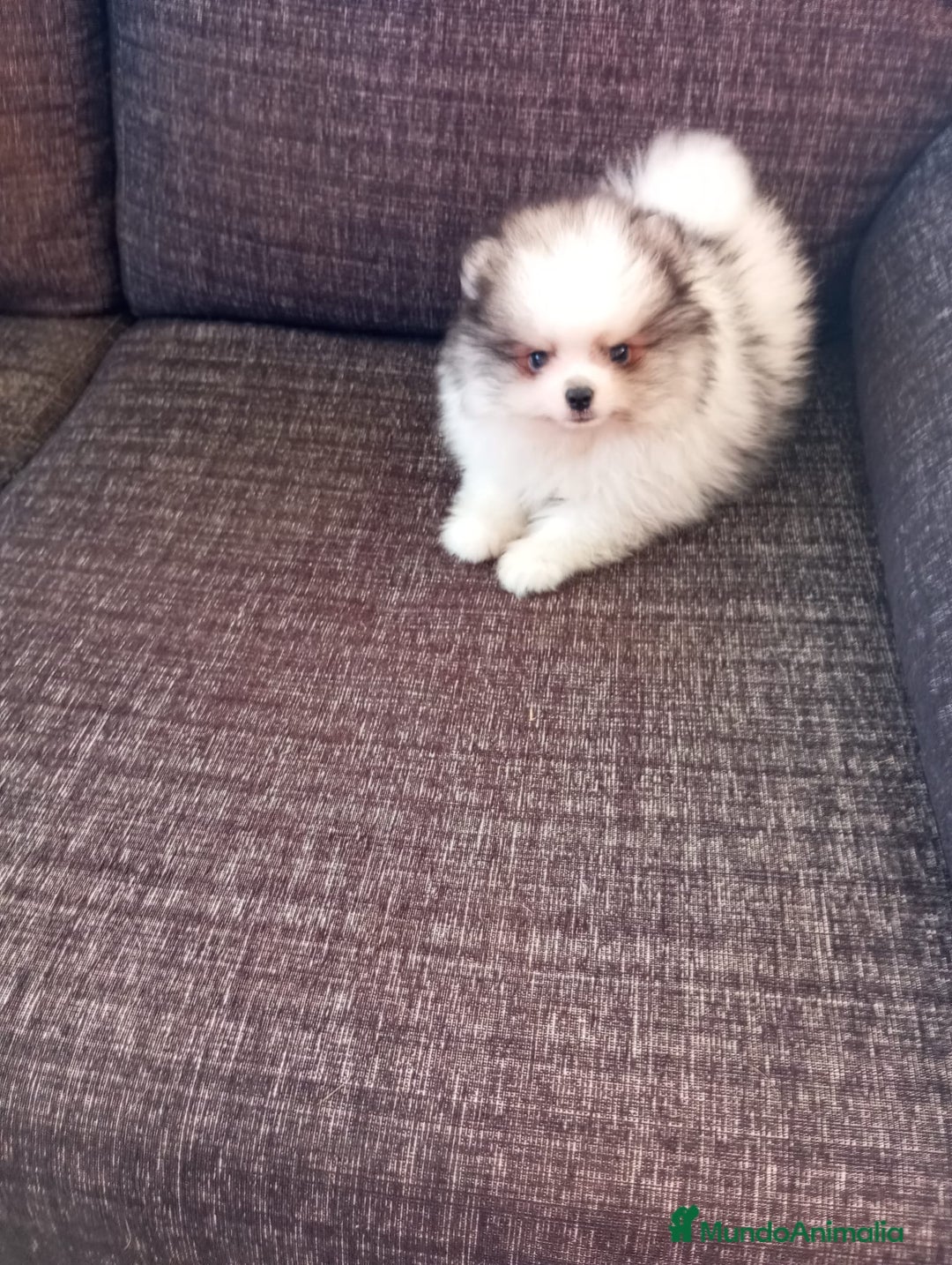 Pomerania perros en venta: Pomerania de Lulú - Imagen 2