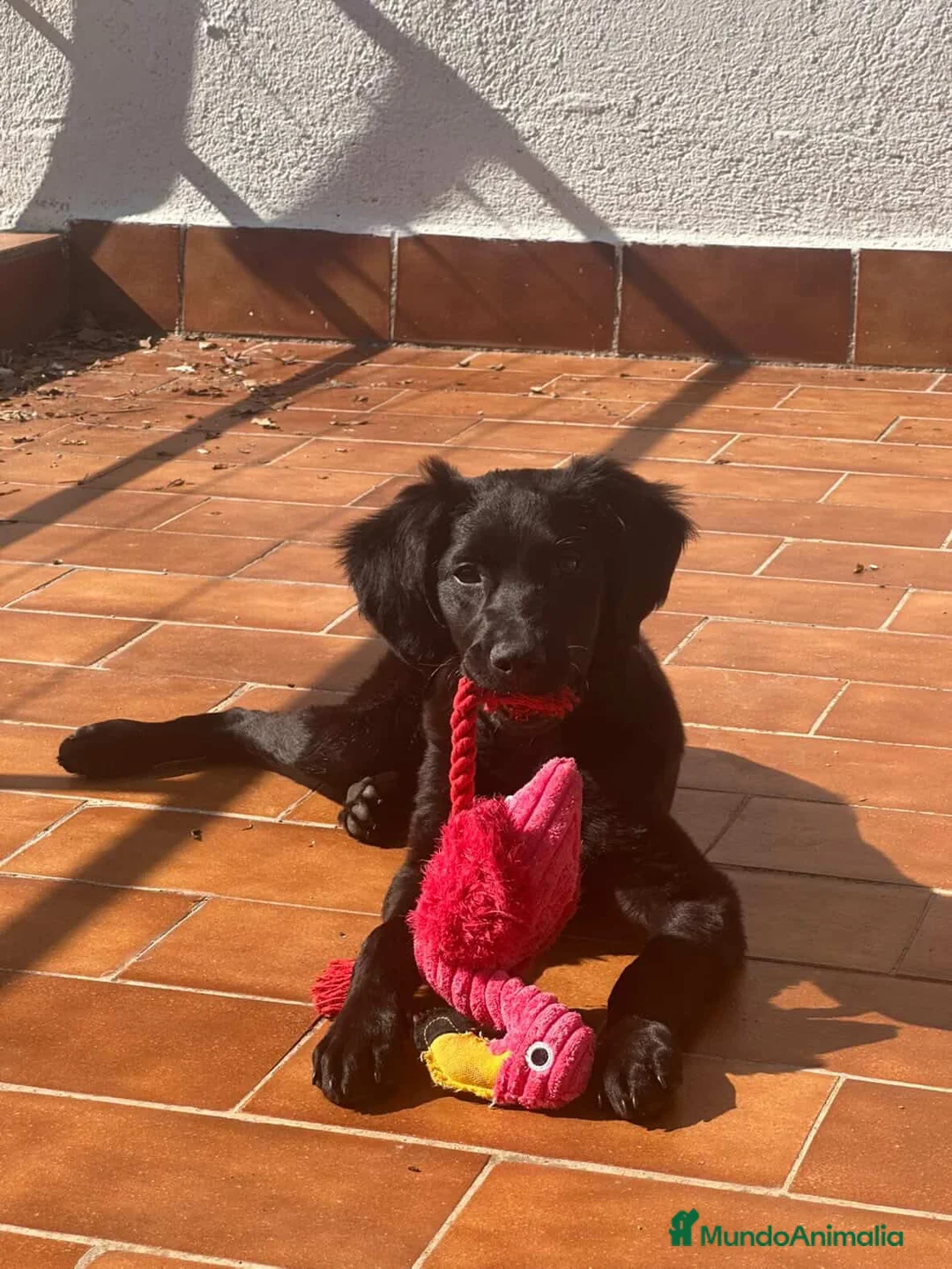 Raza Mixta perros en venta: Cachorro Setter/cocker - Anuncio 3