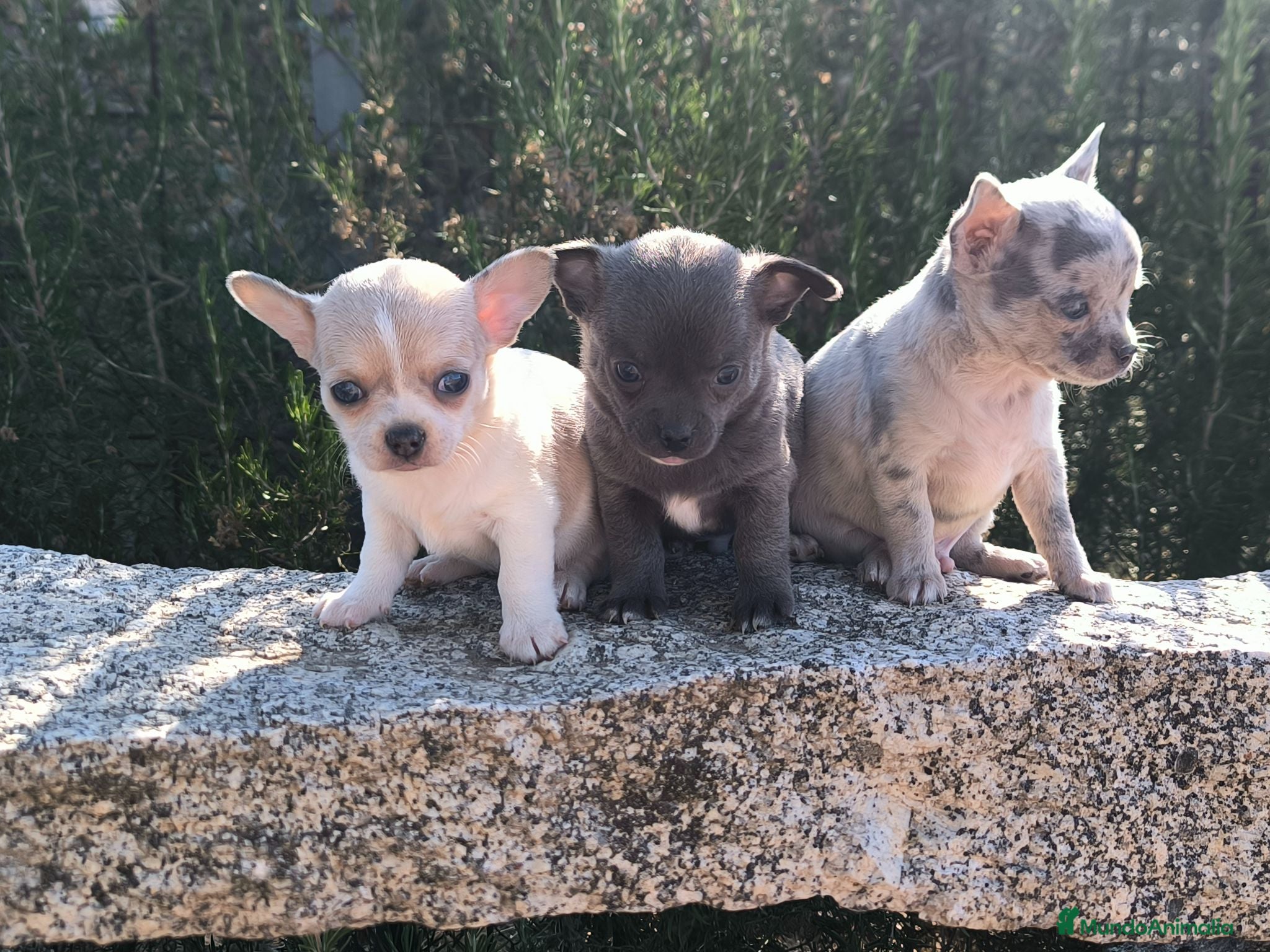 Chihuahua perros Camada de chihuahuas exoticos - Anuncio 1