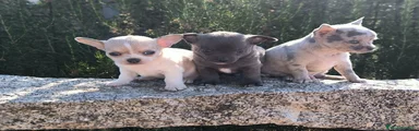 Chihuahua 2