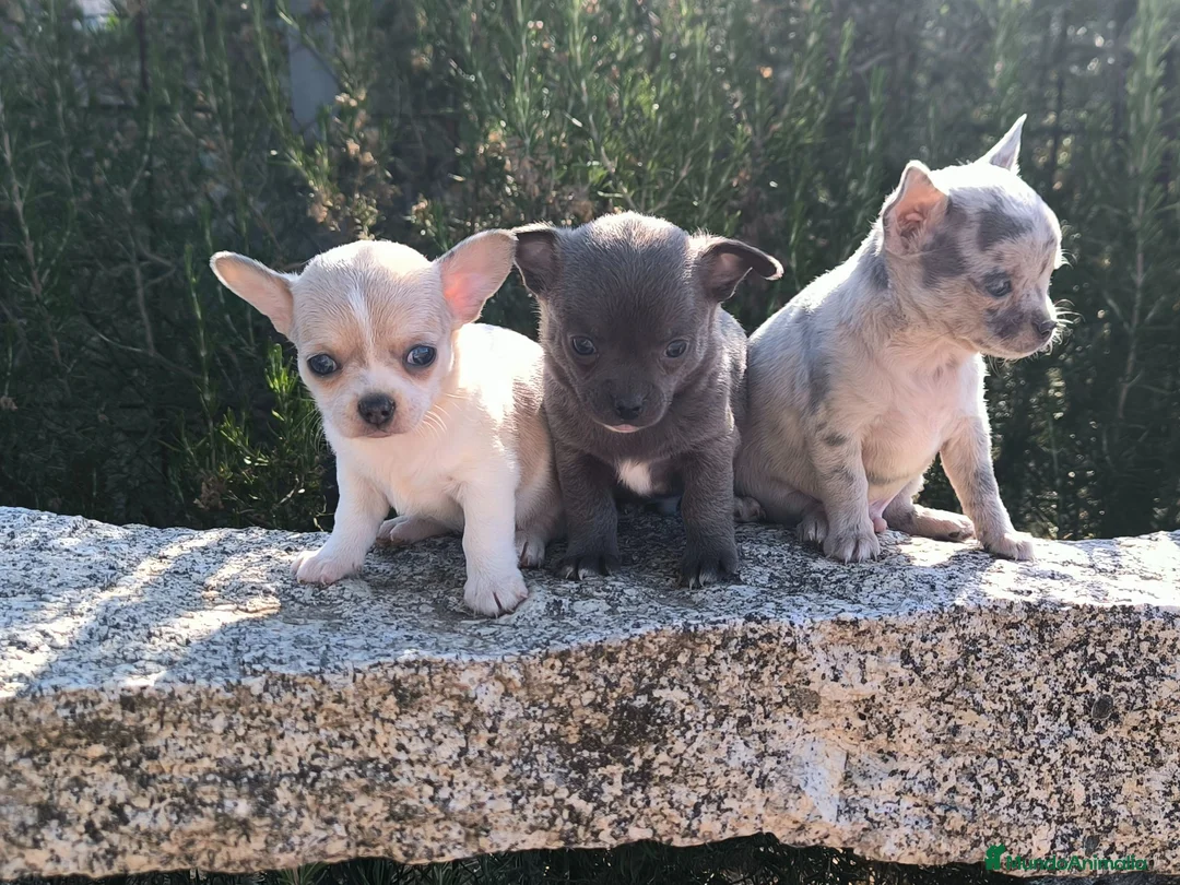 Chihuahua perros en venta: Camada de chihuahuas exoticos - Anuncio 1
