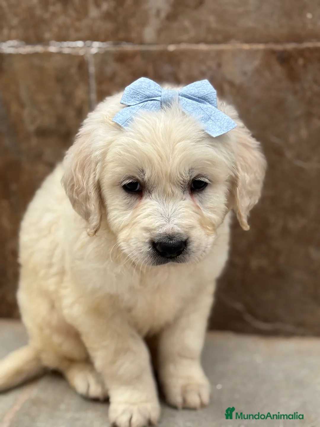 Golden Retriever perros en venta: Espectacular y último golden retriever en Alicante - Anuncio 4