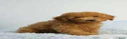 Caniche Enano perros en venta: CACHORRO DE CANICHE ENANO - Anuncio 9
