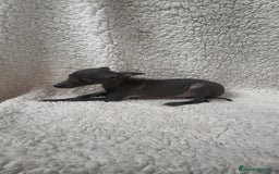 Pequeño Lebrel Italiano perros en venta: Pequeño lebrel Italiano Piccolo  - Imagen 6