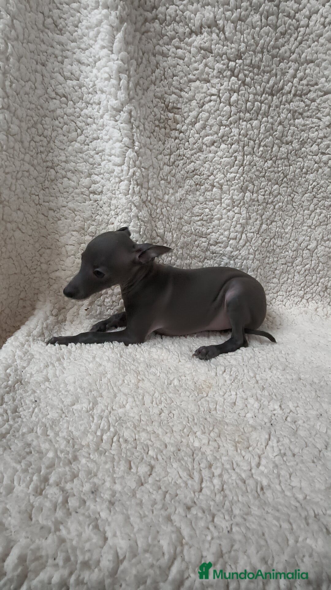 Pequeño Lebrel Italiano perros en venta: Pequeño lebrel Italiano Piccolo  - Imagen 6