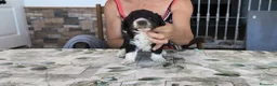 Perro de Agua Español perros en venta: Perros de agua  - Anuncio 3