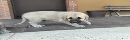 Mastín Español perros en venta: Mastin  - Anuncio 1