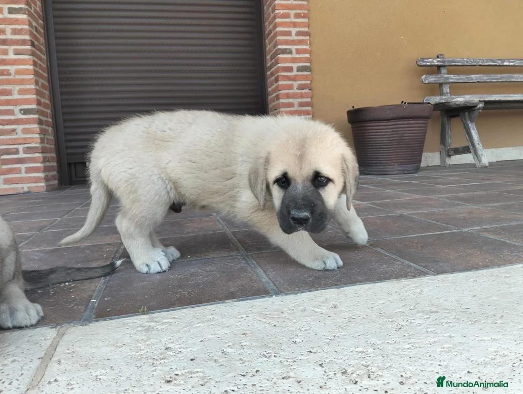 Mastín Español perros en venta: Mastin  - Anuncio 1