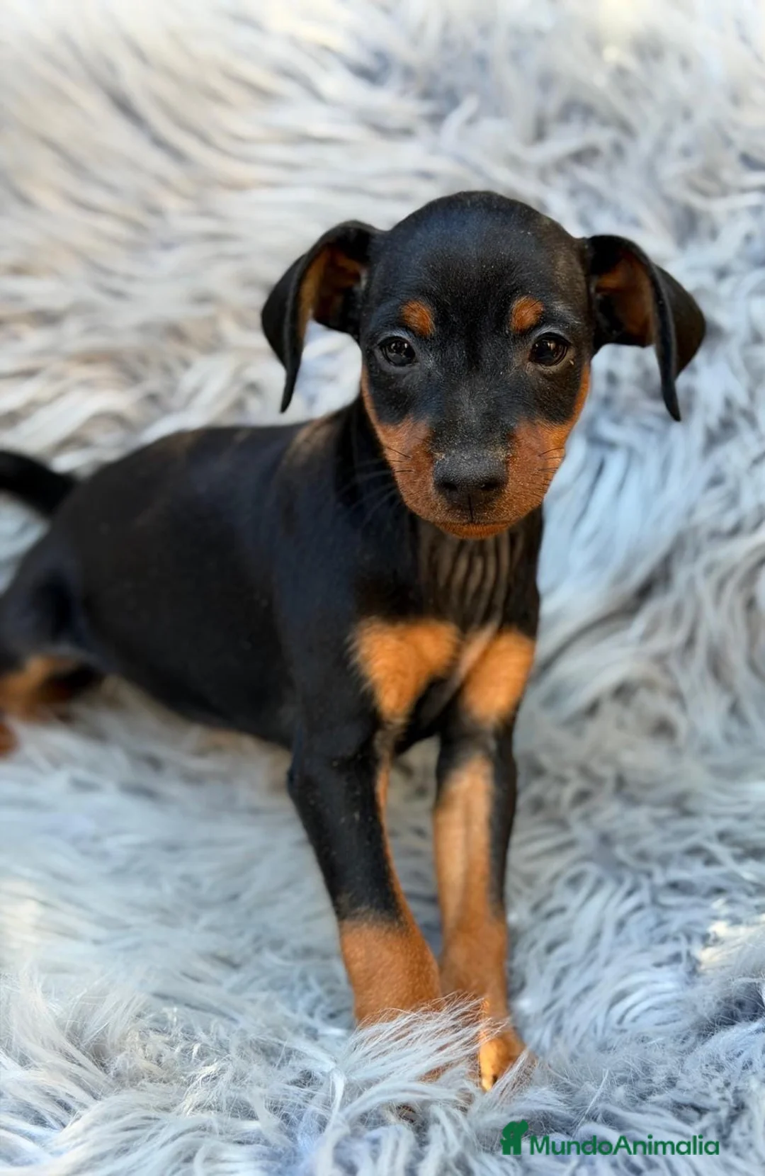 Pinscher Miniatura perros en venta: Macho mini pinscher disponible 💙🐾 - Anuncio 2
