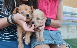 Caniche Toy perros en venta: Cachorro camada caniche rojo toy - Imagen 12