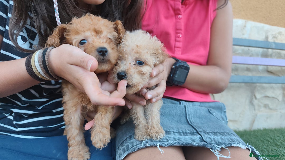 Caniche Toy perros en venta: Cachorro camada caniche rojo toy - Imagen 12