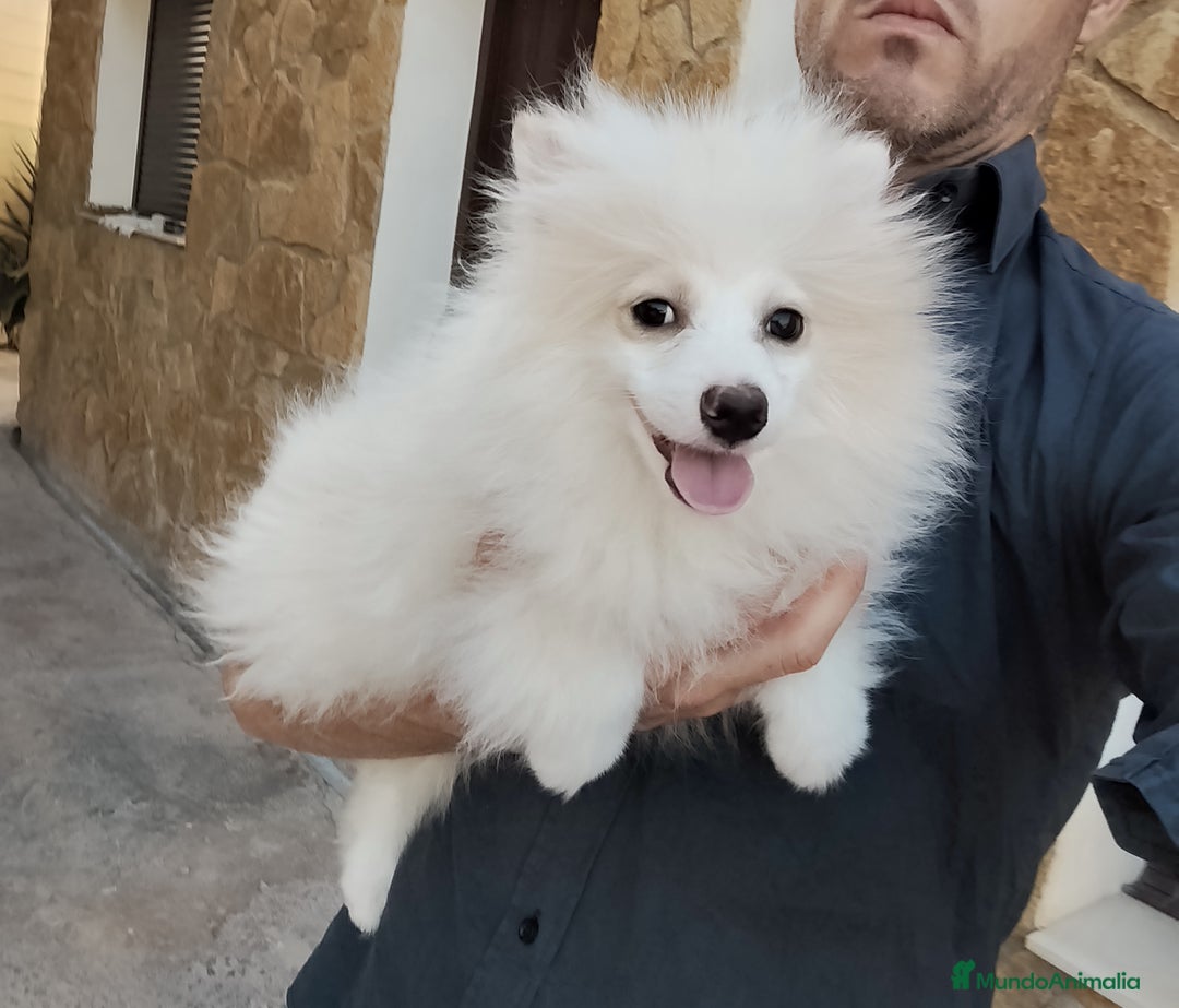 Pomerania perros en venta: Pomerania  - Imagen 2