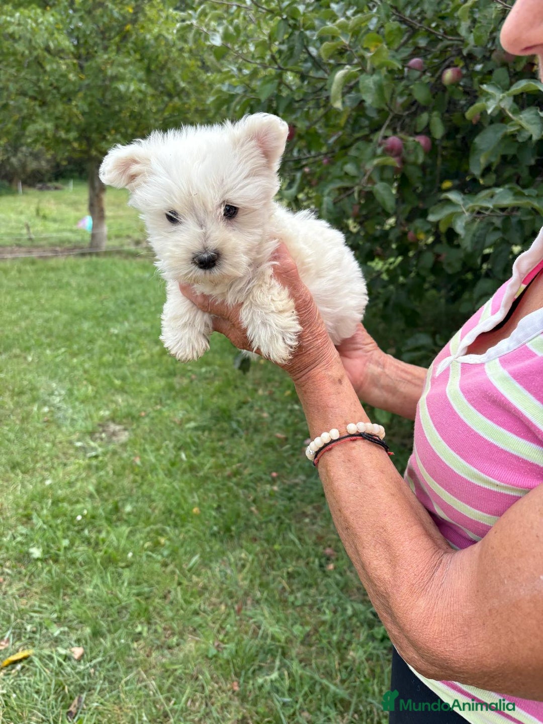 West Highland White Terrier perros en venta: CACHORROS DE WESTY  - Imagen 3