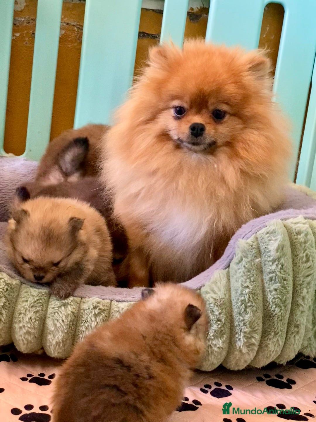 Pomerania perros en venta: Pomerania miniatura  - Anuncio 12
