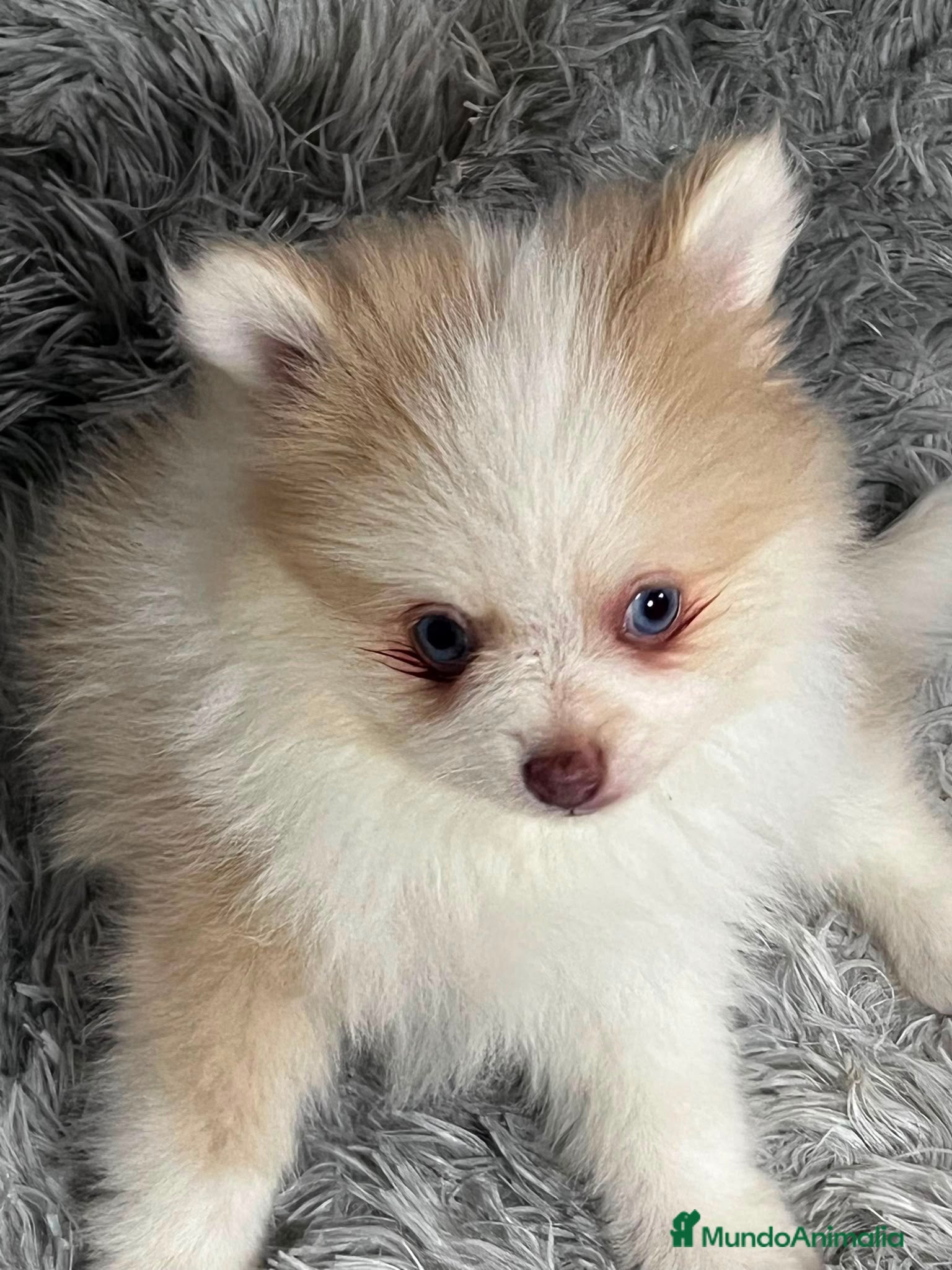 Pomerania perros POMERANIA TOY OJOS AZULES - Anuncio 2