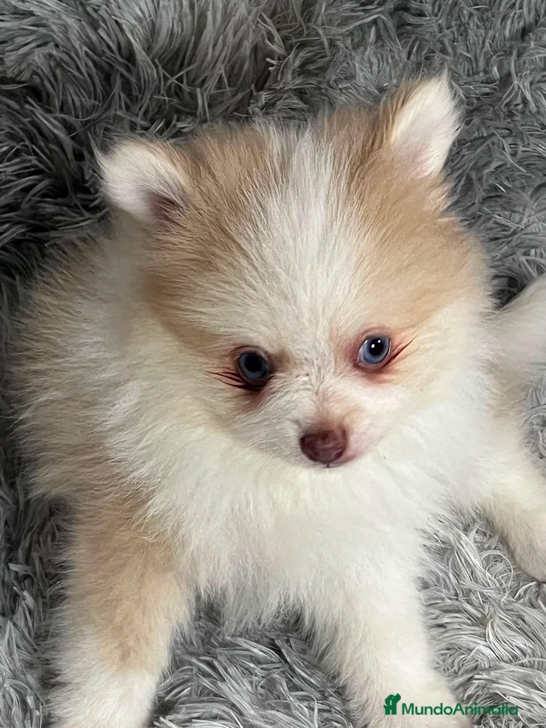 Pomerania perros en venta: POMERANIA TOY OJOS AZULES - Anuncio 1