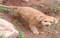 Labradoodle perros en venta: Preciosas cachorritas - Imagen 2