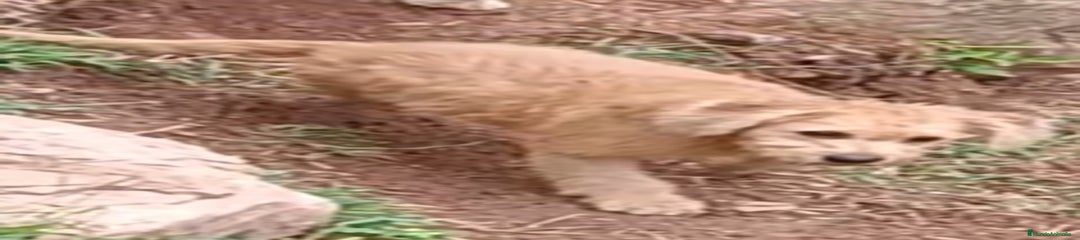 Labradoodle Cachorro 1