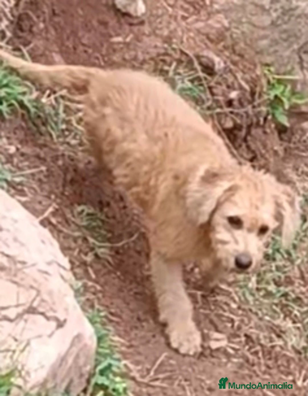 Labradoodle perros en venta: Preciosas cachorritas - Imagen 2