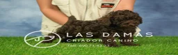 Caniche Enano perros en venta: Cachorros de Caniche Enano - Anuncio 4