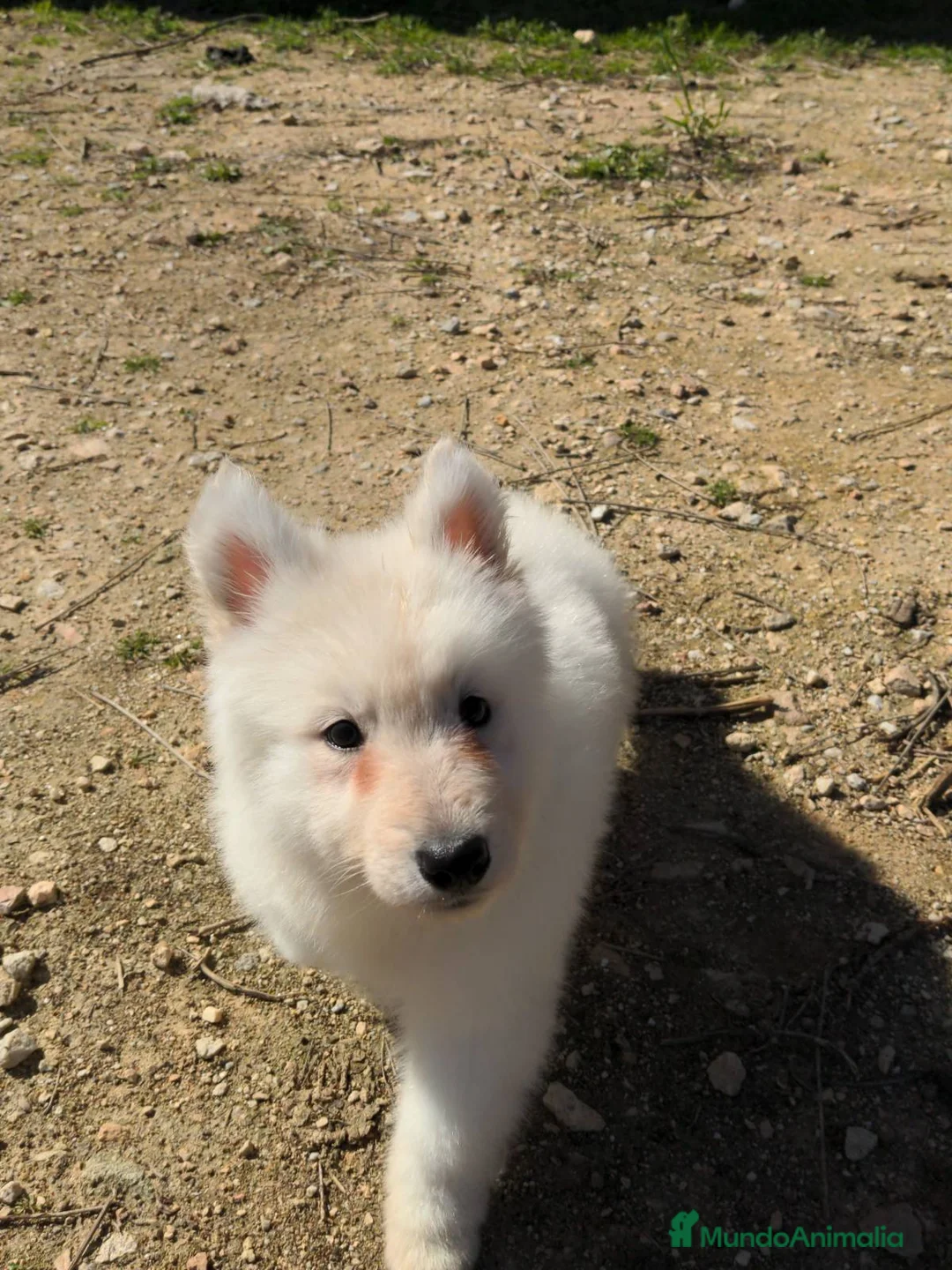 Pastor Blanco Suizo perros en venta: Preciosa hembra de pastor suizo - Anuncio 16