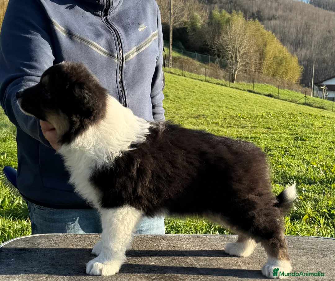 Pastor Australiano perros en venta: Pastor Australiano Tricolor  - Anuncio 5