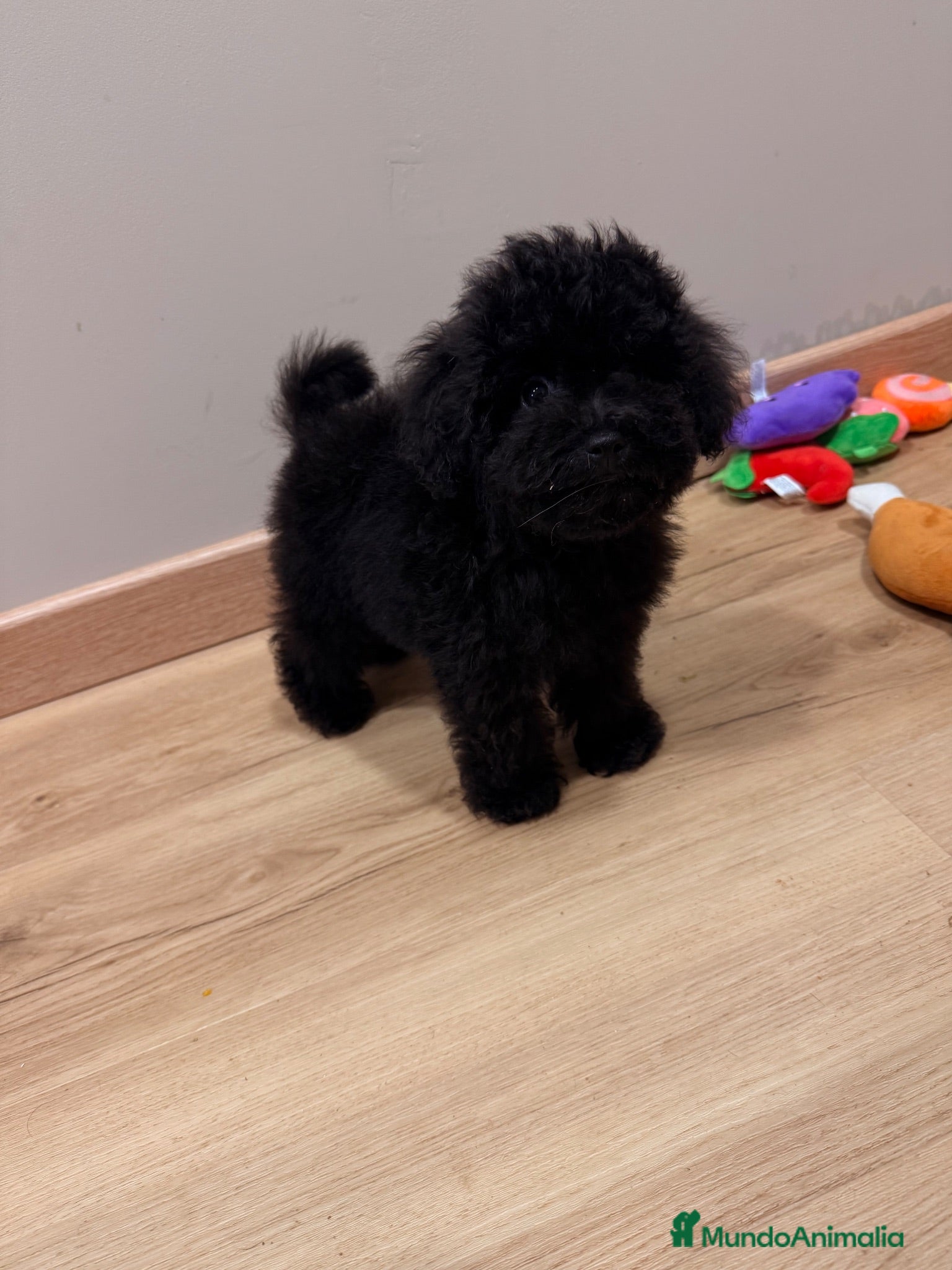 Caniche Toy perros Machito de caniche Toy  - Anuncio 1