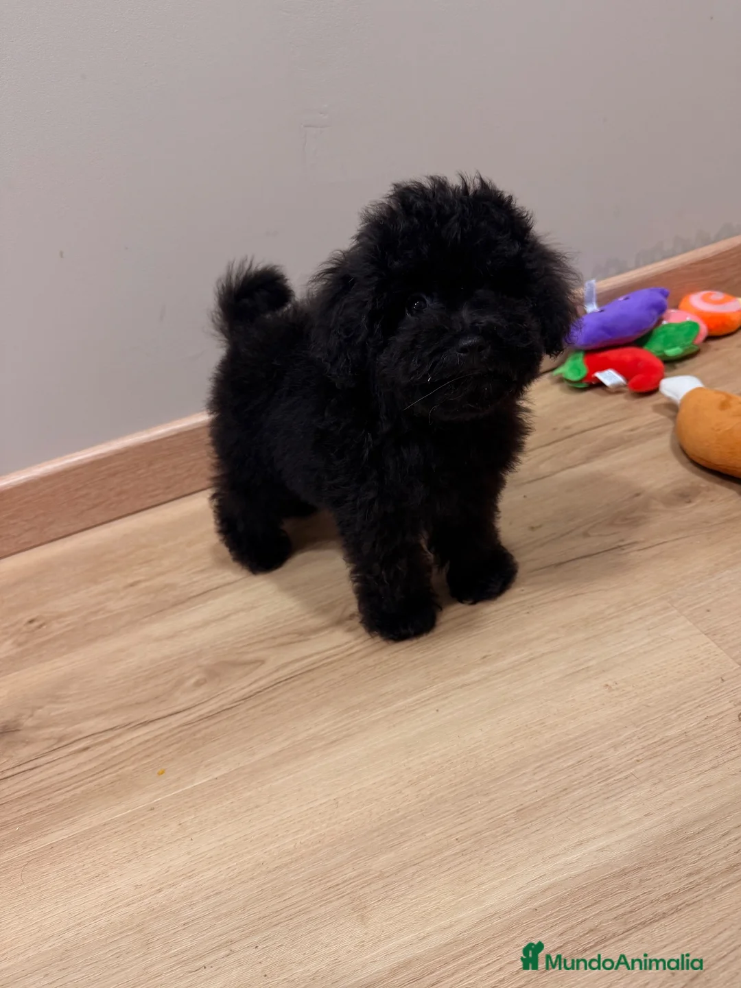 Caniche Toy perros en venta: Machito de caniche Toy  - Anuncio 1