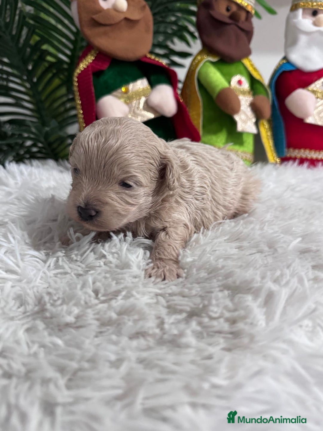 Maltipoo perros en venta: MALTIPOO MACHO - Anuncio 15