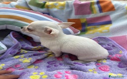 Chihuahua perros en venta: Increíble machito chihuahua tot - Imagen 5