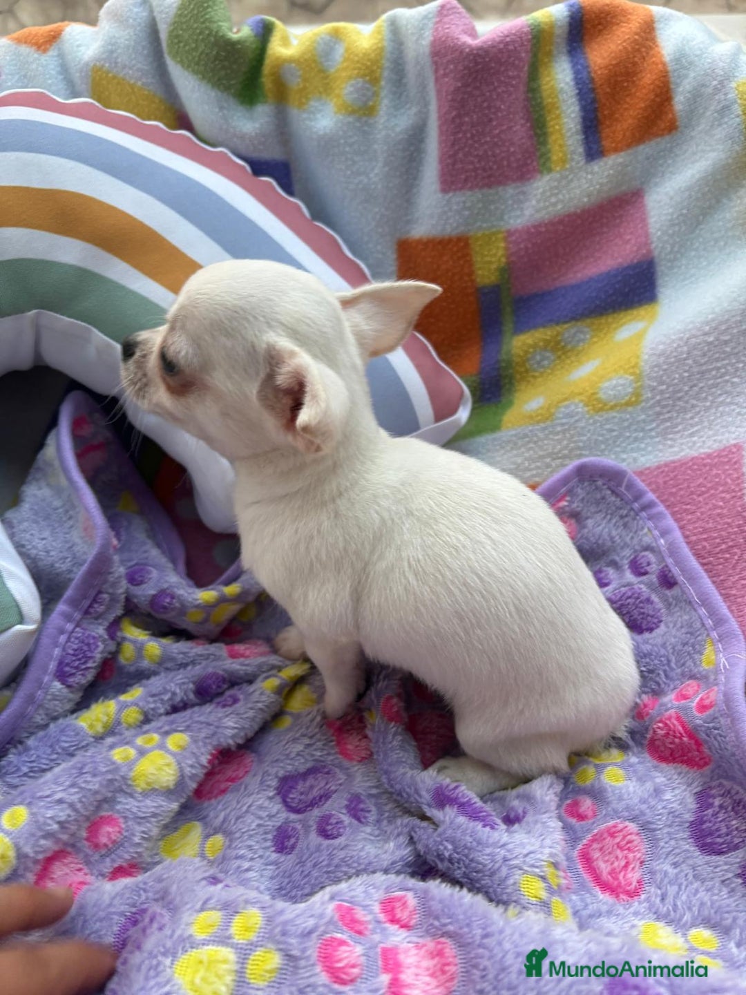 Chihuahua perros en venta: Increíble machito chihuahua tot - Imagen 5