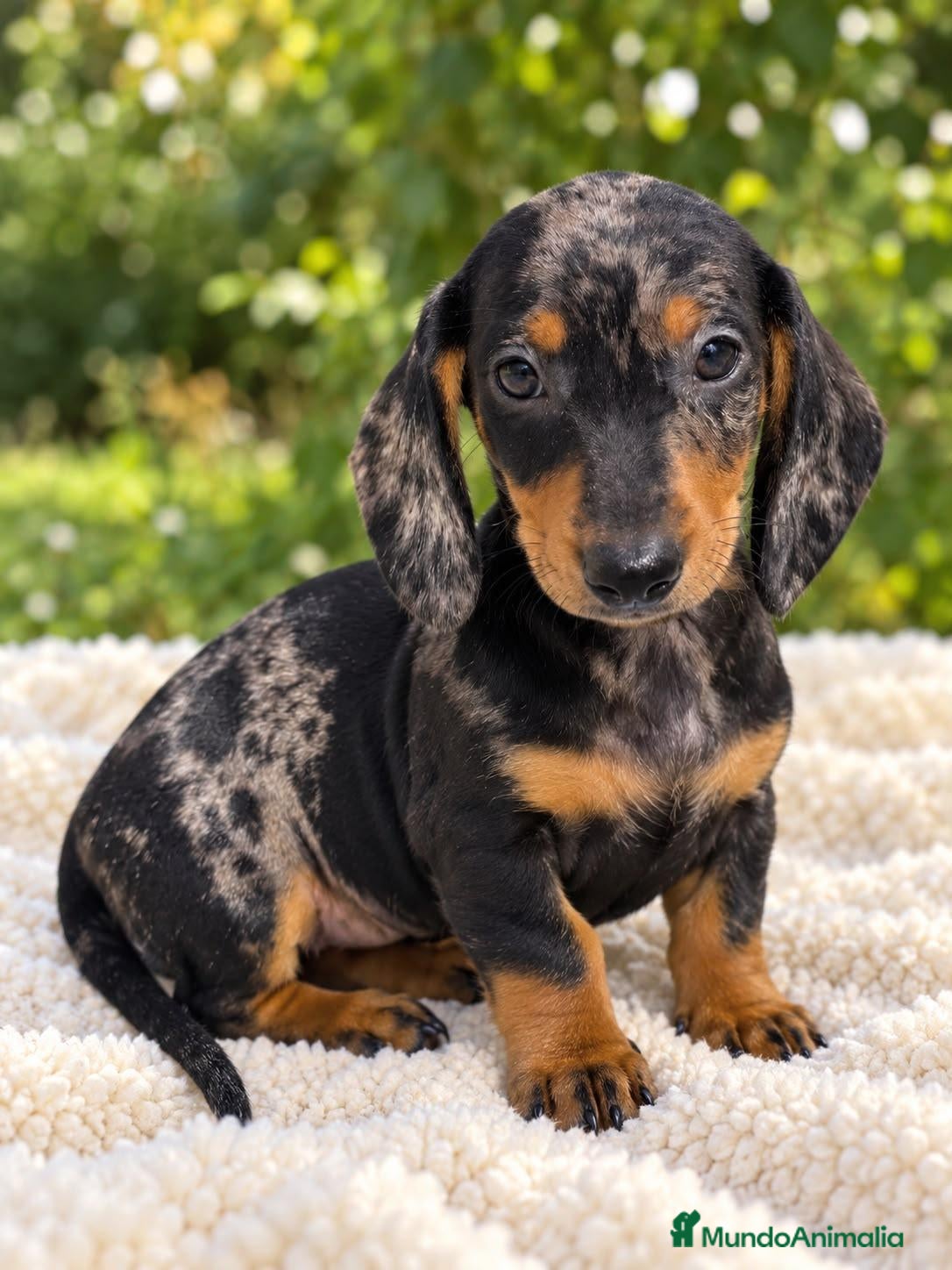Teckel Miniatura perros TECKEL MINI CACHORROS - HEMBRA Y MACHO - Anuncio 1